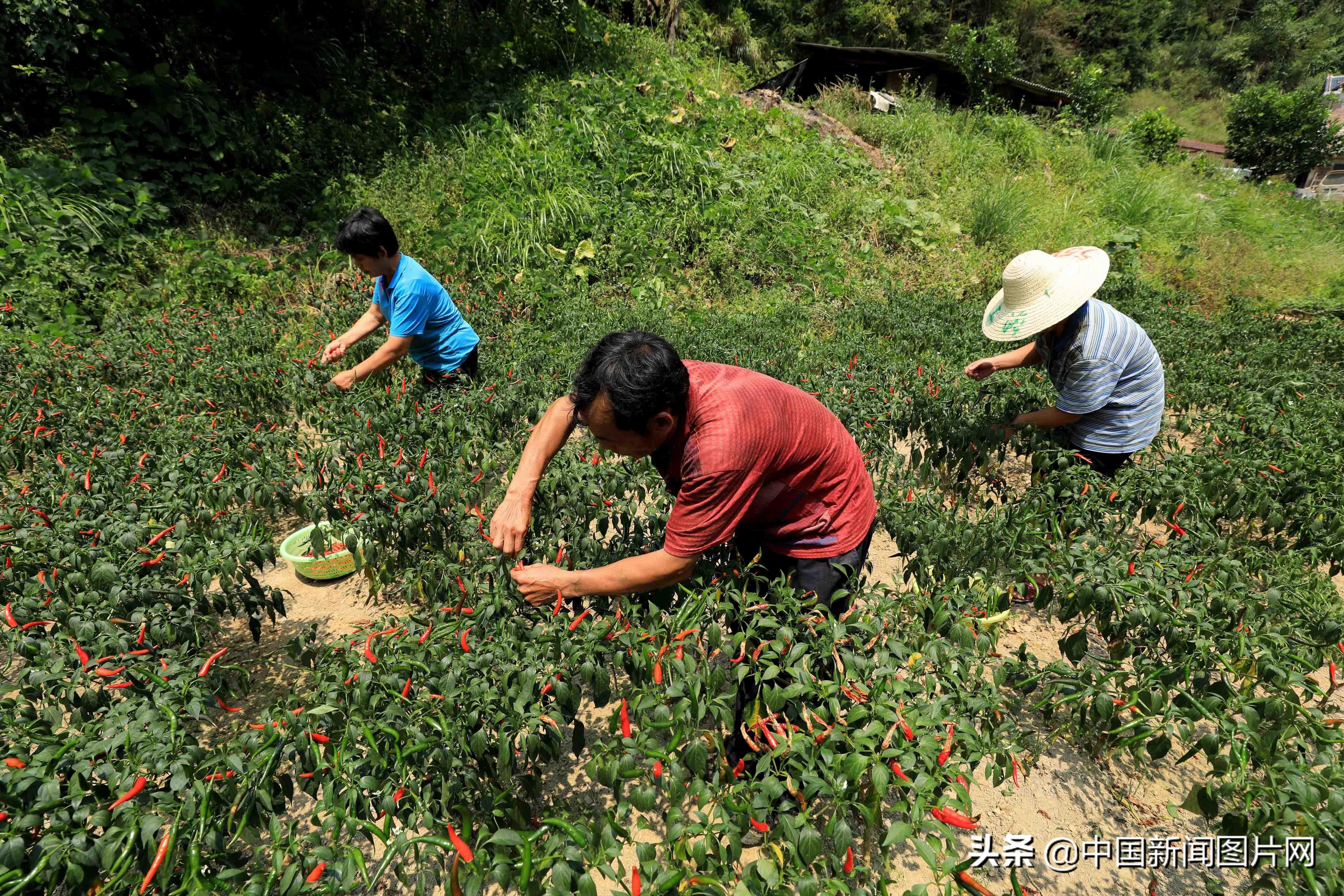 河南朝天椒最新价格动态解析